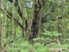 Lot 18 George Road, Forest Creek, Qld 4873-Image