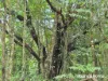 Lot 18 George Road, Forest Creek, Qld 4873-Image