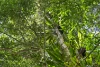 Lot 2, 2046 Mount Glorious Road, Mount Glorious, Qld 4520-Image