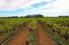 Lot 2 - 276 Thiele Road, Barmera, SA 5345-Image