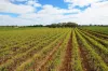 Lot 2 - 276 Thiele Road, Barmera, SA 5345-Image