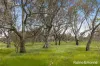 Lot 2 & 3 104 McNiffs Road, Redesdale, Vic 3444-Image