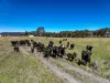 Lot 2/, 30 Narrango Road, Rylstone, NSW 2849-Image