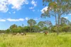 Lot 2/468 Bilwon Road, Biboohra, Qld 4880-Image