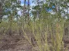 Lot 2, Belar Court, Millmerran Woods, Qld 4357-Image