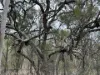 Lot 2, Belar Court, Millmerran Woods, Qld 4357-Image