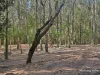 Lot 2 Gibsons Road, Coopernook, NSW 2426-Image