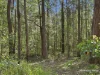 Lot 2 Gibsons Road, Coopernook, NSW 2426-Image