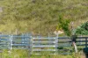 Lot 2, Ingoldsby Road, Ingoldsby, Qld 4343-Image