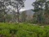 Lot 2, Off Paddys Lane, Franklin, Tas 7113-Image