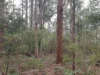 Lot 2, Off Paddys Lane, Franklin, Tas 7113-Image