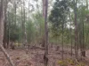 Lot 2, Off Paddys Lane, Franklin, Tas 7113-Image