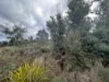Lot 2 Wadleys Road, Reedy Marsh, Tas 7304-Image