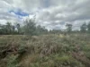 Lot 2 Wadleys Road, Reedy Marsh, Tas 7304-Image