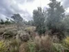 Lot 2 Wadleys Road, Reedy Marsh, Tas 7304-Image