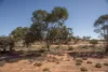 Lot 200, McGregor Road, Mukinbudin, WA 6479-Image