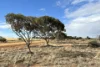 Lot 200, McGregor Road, Mukinbudin, WA 6479-Image