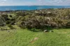 Lot 200, Richardson Road, Boston, SA 5607-Image