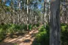 Lot 209, 36 Tallwood Loop, Witchcliffe, WA 6286-Image