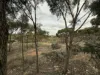 Lot 21, South Terrace, Blanchetown, SA 5357-Image