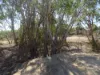 lot-252 & 251, Cnr Bruce Highway & Lodge Road, Bowen, Qld 4805-Image