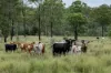 Lot 254, Nanango - Brooklands Road, Nanango, Qld 4615-Image