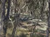 Lot 281 Boyce Road, Thorndale, Qld 4380-Image