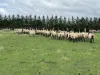 Lot 3 Grahams Road, Lancefield, Vic 3435-Image