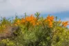 Lot 304, PINDARI PLACE, Karakin, WA 6044-Image