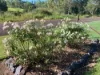 Lot 31, 9 Atc Hall Road, Apple Tree Creek, Qld 4660-Image