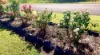 Lot 31, 9 Atc Hall Road, Apple Tree Creek, Qld 4660-Image