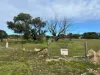 Lot 35, Second Street, Sheringa, SA 5607