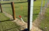 Lot 452 Perima Road, Elimbah, Qld 4516-Image