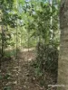 Lot 49 Tea Tree Road, Diwan, Qld 4873-Image