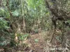 Lot 49 Tea Tree Road, Diwan, Qld 4873-Image
