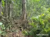 Lot 49 Tea Tree Road, Diwan, Qld 4873-Image