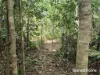Lot 49 Tea Tree Road, Diwan, Qld 4873-Image