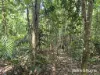Lot 49 Tea Tree Road, Diwan, Qld 4873-Image