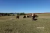 Lot 5 Camena Road, Natone, Tas 7321-Image