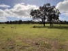 Lot 5, Marcus Court, Naracoorte, SA 5271-Image