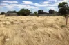 Lot 52, Second Street, Sheringa, SA 5607-Image