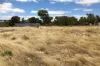 Lot 52, Second Street, Sheringa, SA 5607-Image