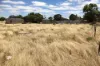 Lot 52, Second Street, Sheringa, SA 5607-Image