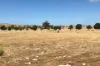 Lot 52, Second Street, Sheringa, SA 5607-Image