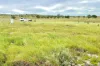 Lot 52, Second Street, Sheringa, SA 5607-Image