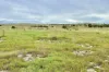 Lot 52, Second Street, Sheringa, SA 5607-Image