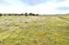 Lot 52, Second Street, Sheringa, SA 5607-Image