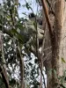 Lot 6, 54 Donovan Road, Cabarlah, Qld 4352-Image