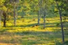 Lot 6 Eel Creek Road, Langshaw, Qld 4570