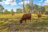 Lot 6 Eel Creek Road, Langshaw, Qld 4570-Image